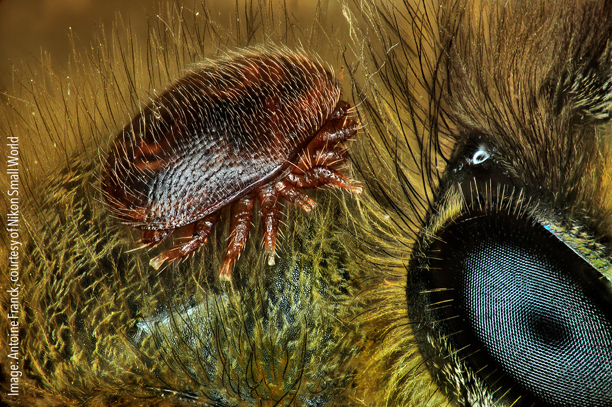 Varroa destructor (mite) on the back of Apis mellifera (honeybee). Focus stacking, 1x (objective lens magnification)